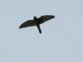 Cerncalo comn (Falco tinnunculus)