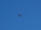 Quebrantahuesos en vuelo