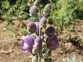 Detalle flor de Acnito (Aconitum napellus)