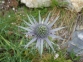 Cardo azul (Eryngium bourgatii) Plana Turbn (Junio 2005)