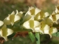 Dedalera (Digitalis blanca)