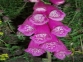 Dedalera (Digitalis purprea) en pista hacia Llauset