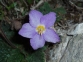 Detalle flor de oreja de oso (Ramonda myconi)