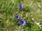 Gencianas (Gentiana acaulis) en las praderas de Armea