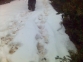 Huellas de oso en nieve