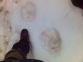 Huellas de oso en nieve
