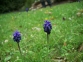 Nazarenos (Muscari racemosa) en Castejn