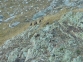 Grupo de 6 sarrios avistados en un censo (Noviembre 2007)