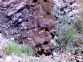 Pingcola longifolia en el barranco de Gabs