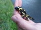 Salamandra