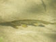 Trucha (Salmo trutta) en Riu Bllanc