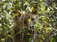 Zorro camuflado (Vulpes vulpes)