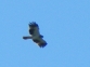 Aguila calzada, forma clara (Hieraaetus pennatus)