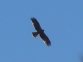 Aguila real (Aquila chrysaetos)